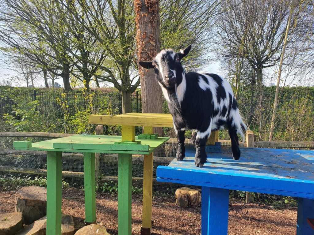 A pygmy goat waits patiently for an ear scratch (c) ZSL