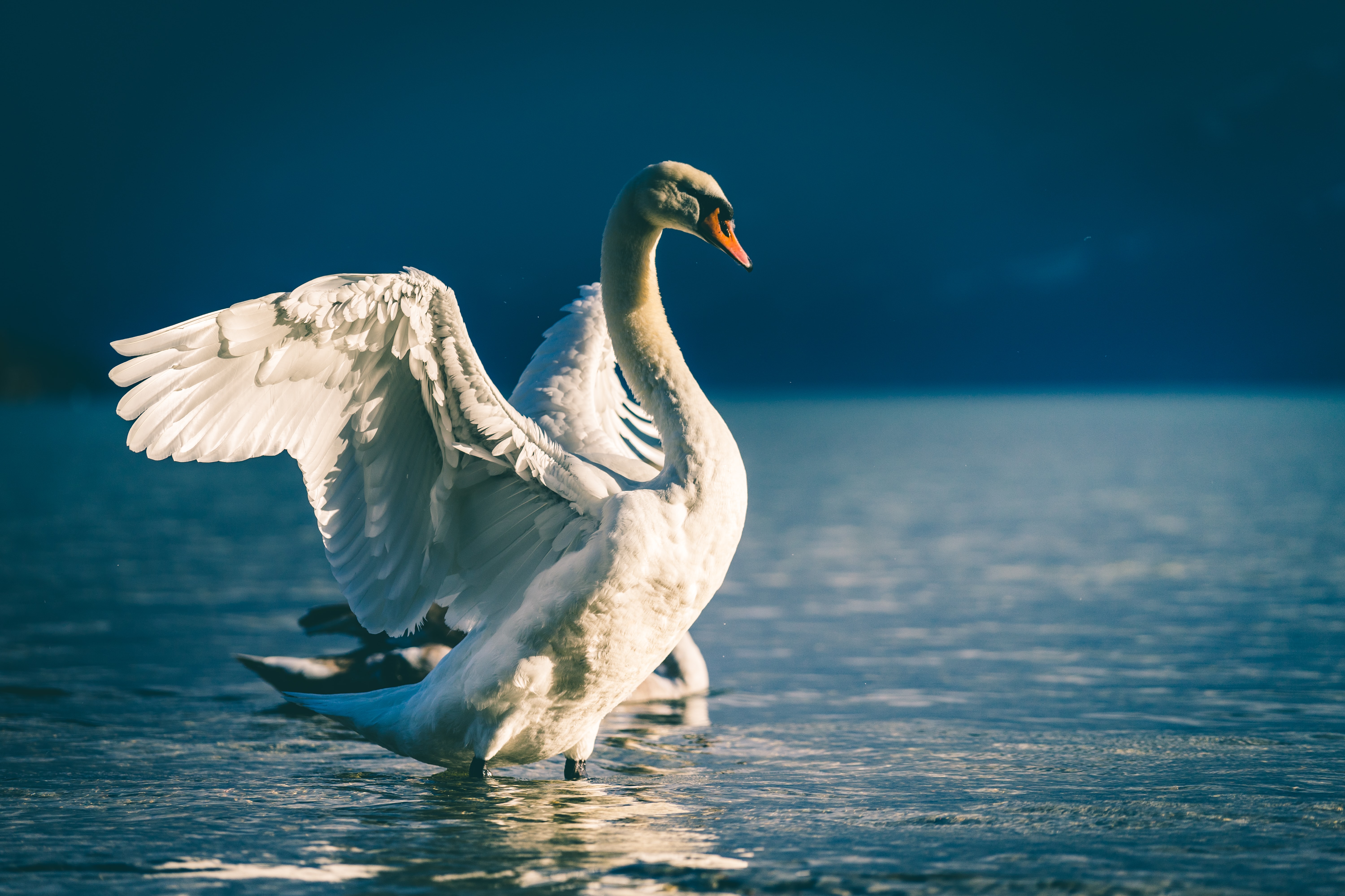 6 non-Coronavirus ‘white swans’ that could still fly,  post-pandemic