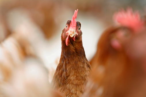 Chicken backpacks used to detect poultry parasites