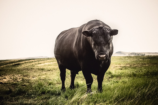 Genetically-modified bull will produce 75% male offspring