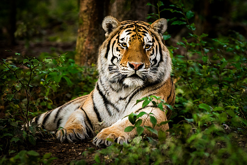 World Tiger Day 2020: the trouble with Tiger Kings