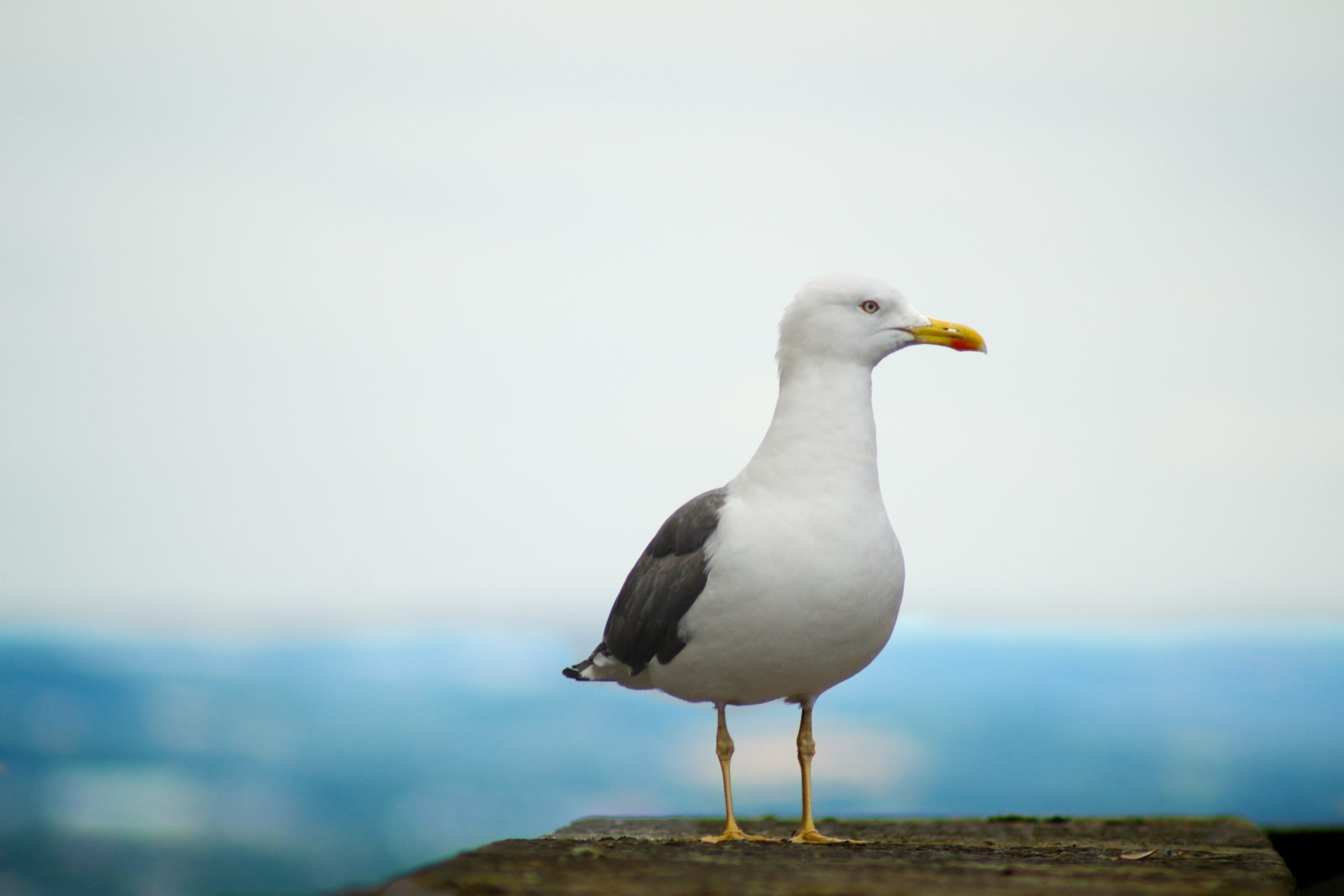 Is it seagulls or gulls? Lord Sugar unwittingly resurrects debate