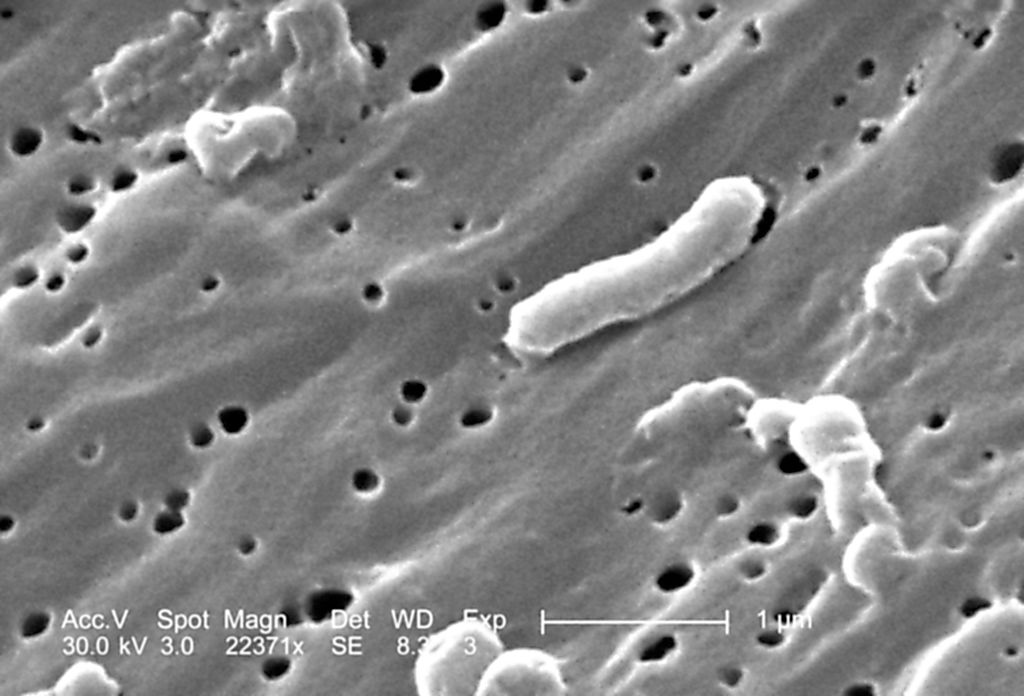 Bacteria can survive in space for years at a time, study shows