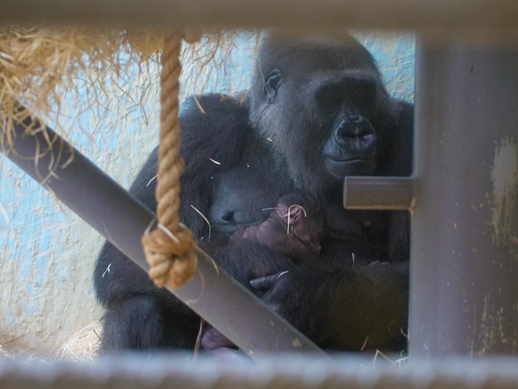 Newborn baby gorilla