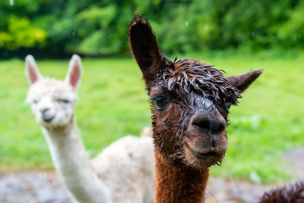 How can you tell the difference between an alpaca and a llama?