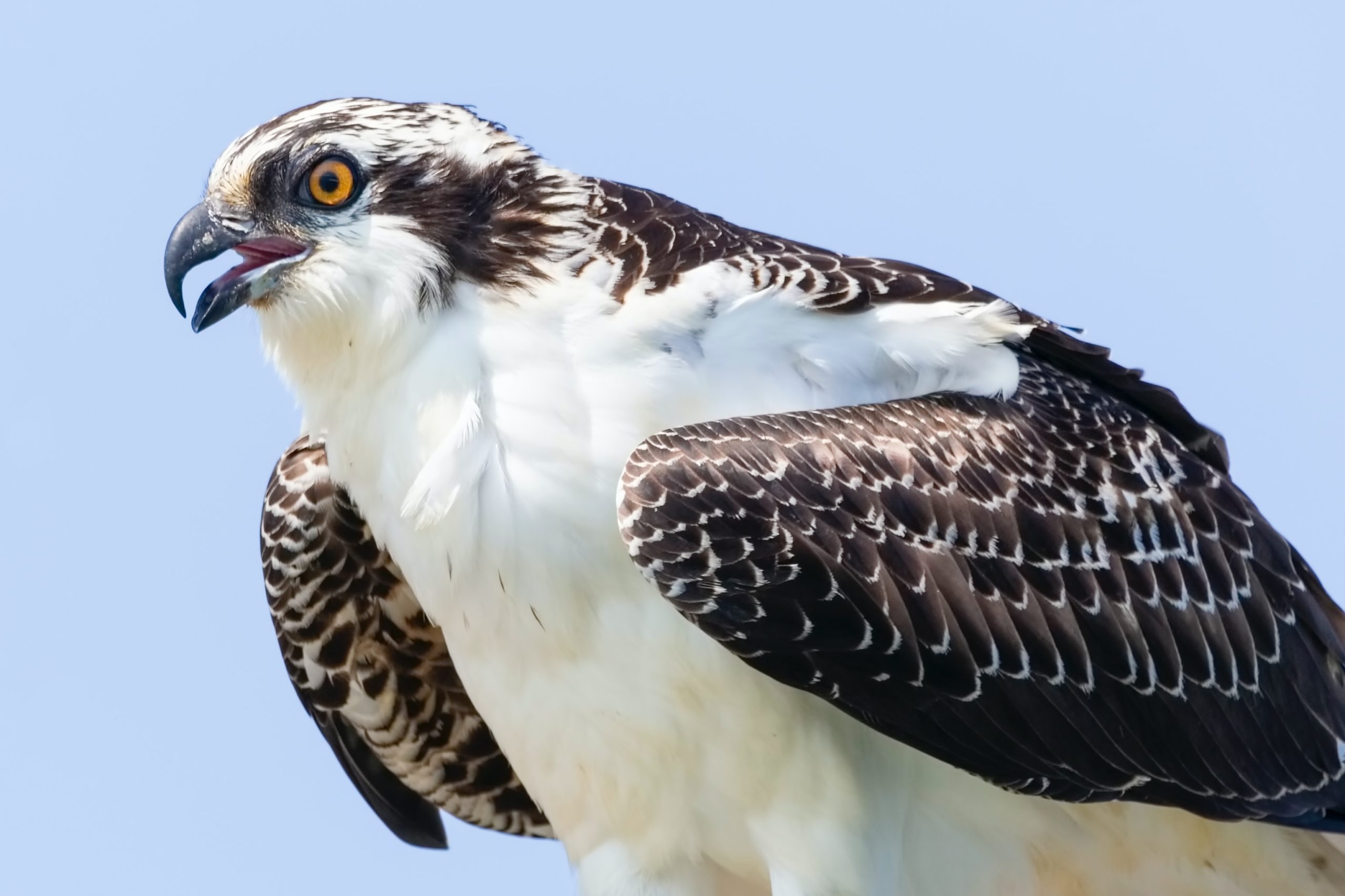 What is an osprey and what does it have to do with reality TV?