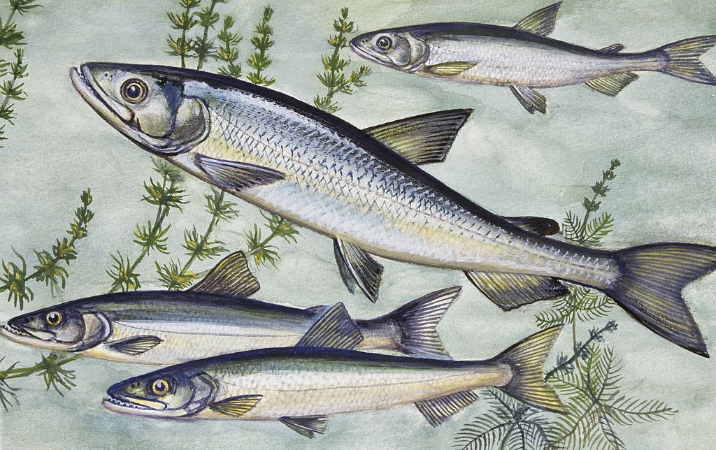 What is a group of unicorns called? The Focus News