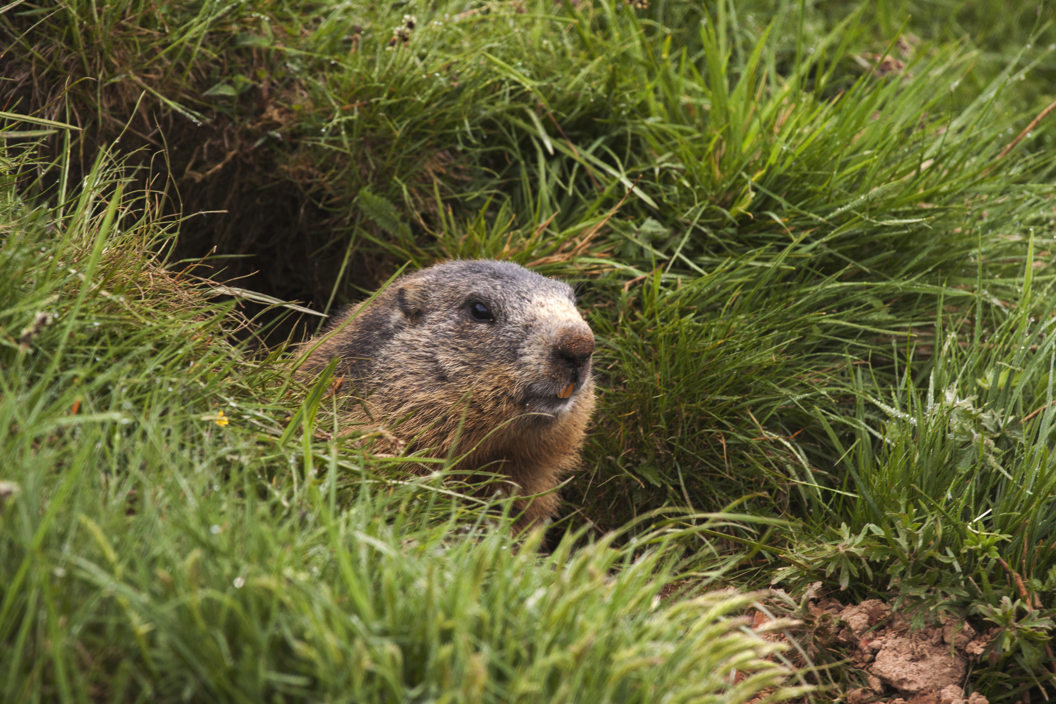 Find out Punxsutawney Phil's age on Groundhog Day 2022