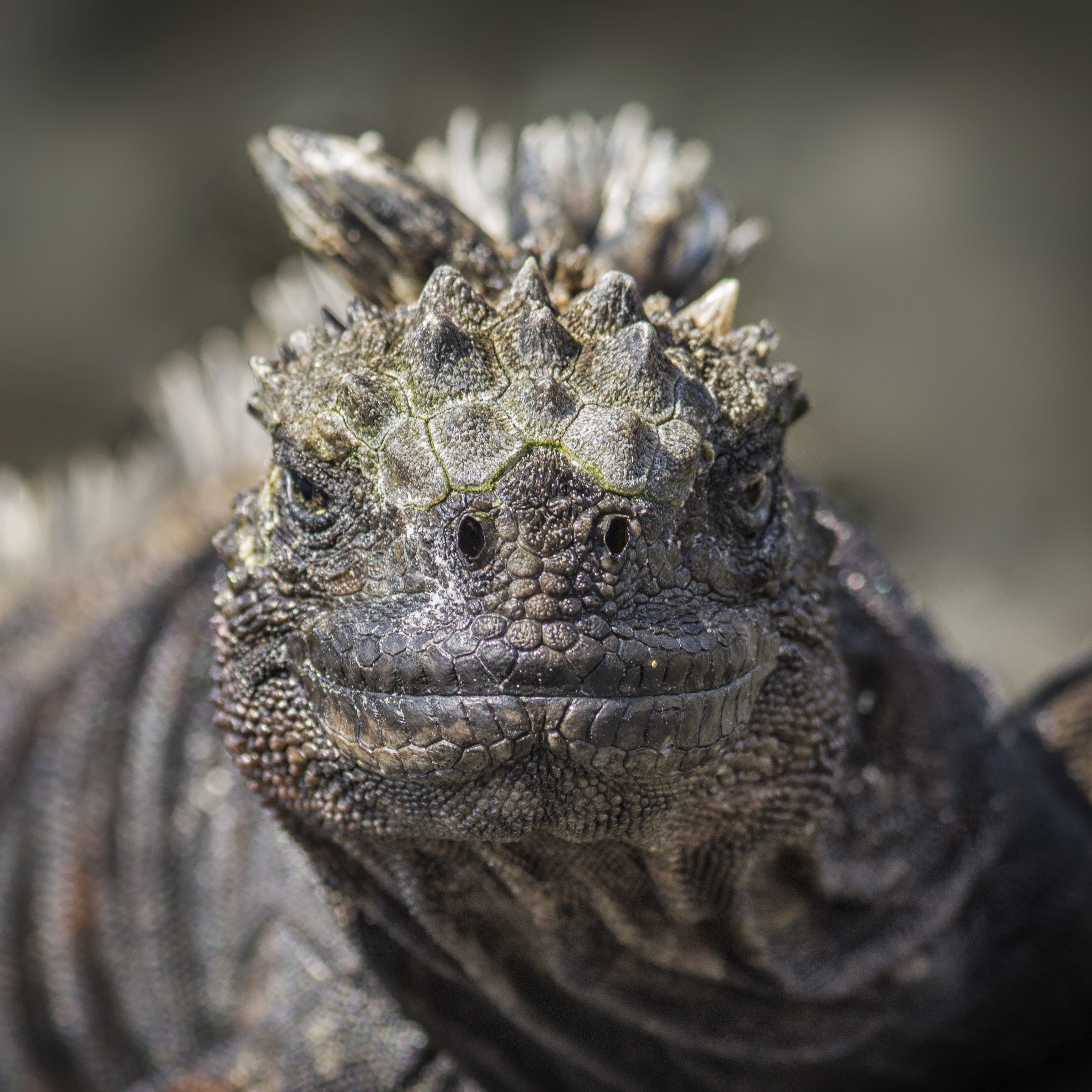 What kind of animal is Godzilla? Is he a marine iguana?