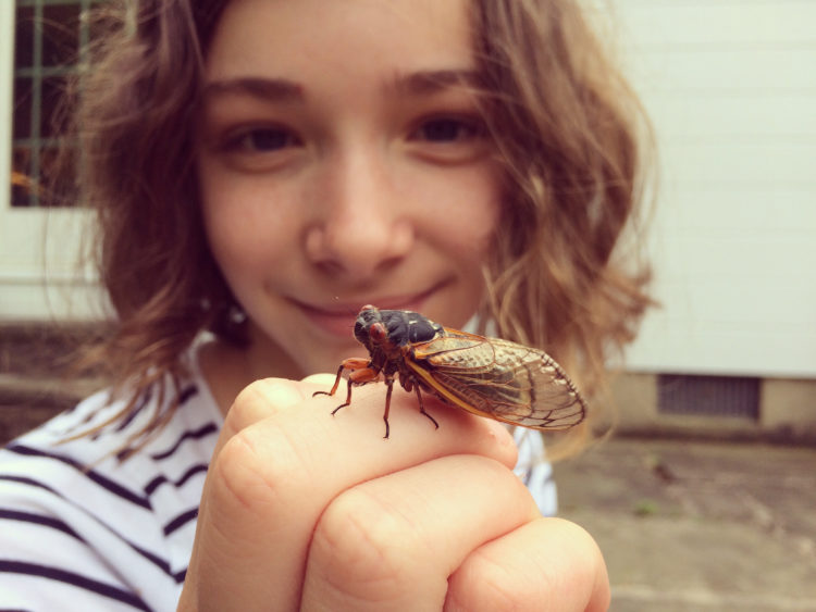 What do cicadas do for the environment? What purpose do they serve?