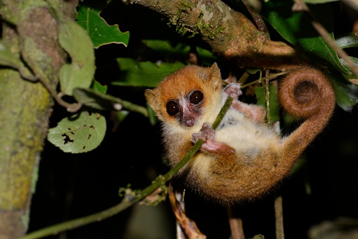 Mouse Lemur (Microcebus ssp.) in the rain forests of Andasibe, Madagascar