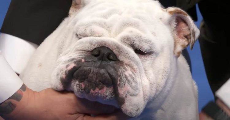 National Dog Show 2021: Winter the bulldog is the real MVP in fans' eyes