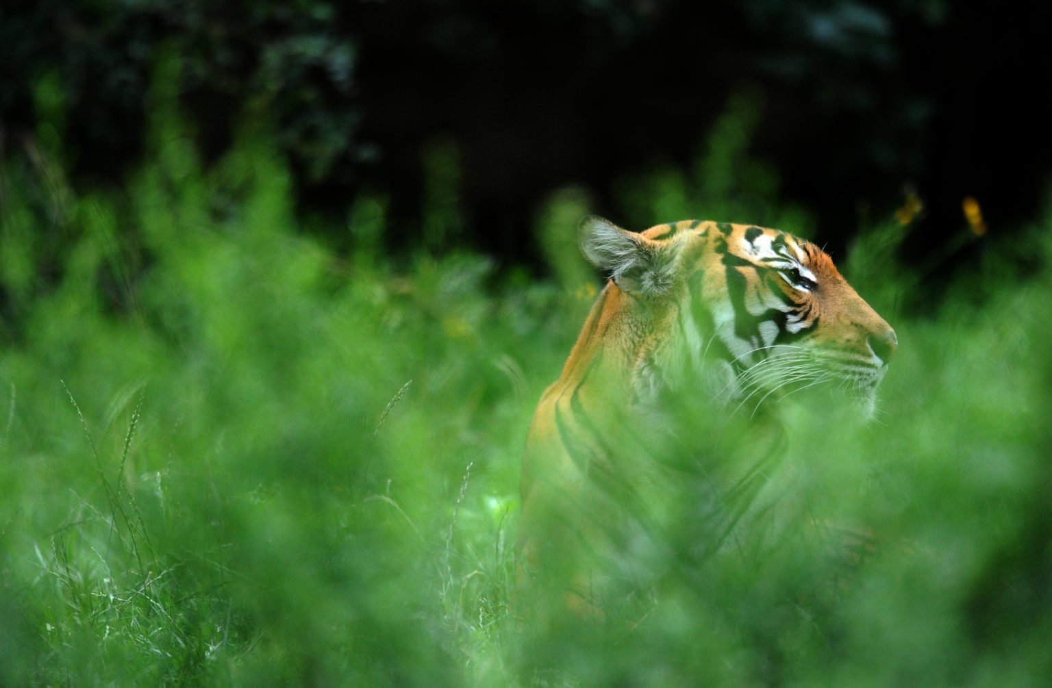 Who is River Rosenquist as Naples FL zoo reels from tiger attack?