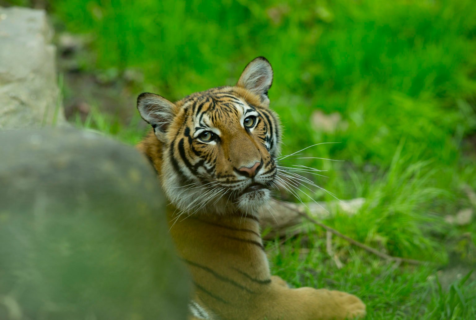 Who is River Rosenquist as Naples FL zoo reels from tiger attack?