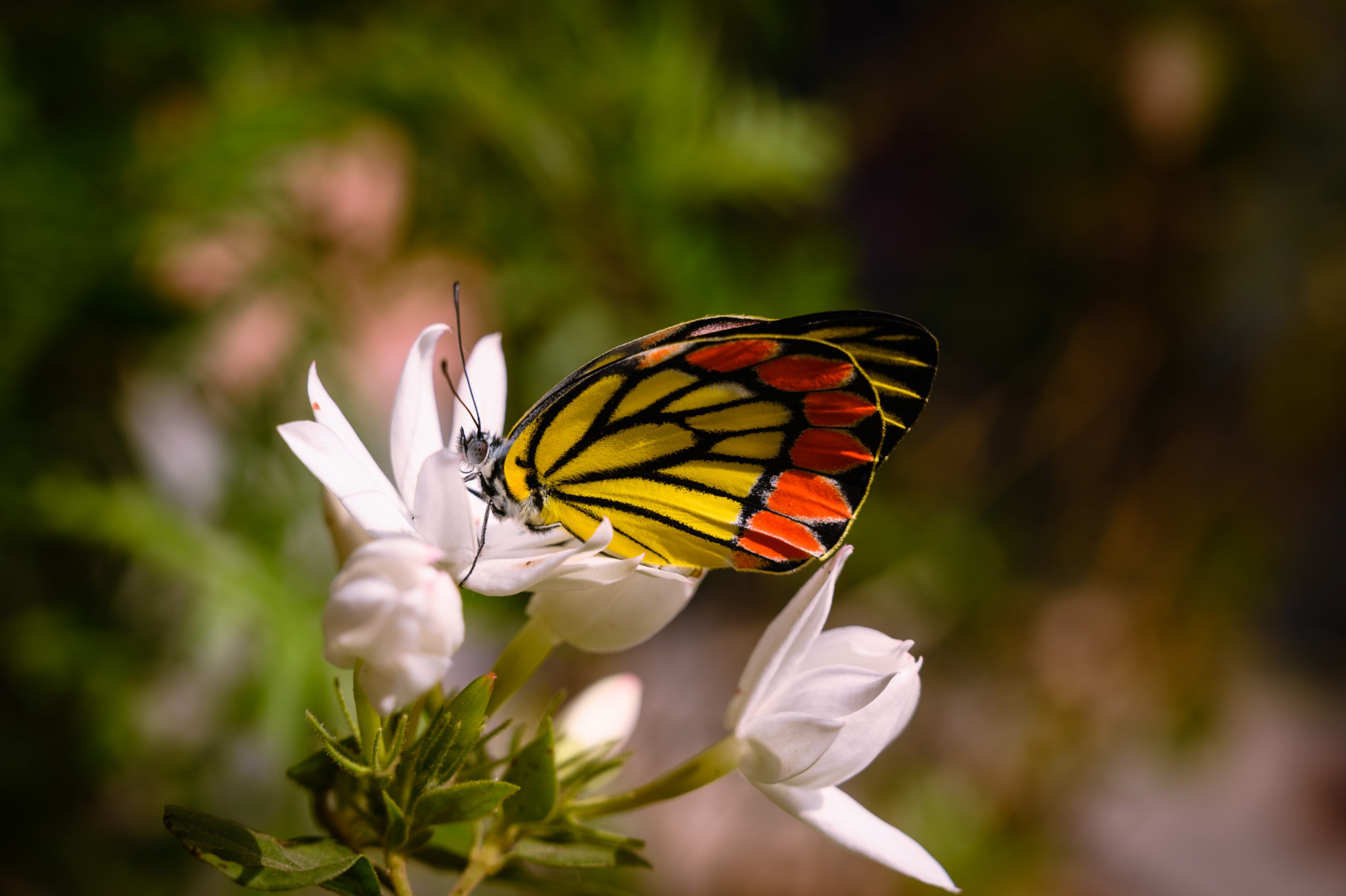 what-s-the-meaning-of-3-butterfly-tattoo-dainty-ink-goes-viral