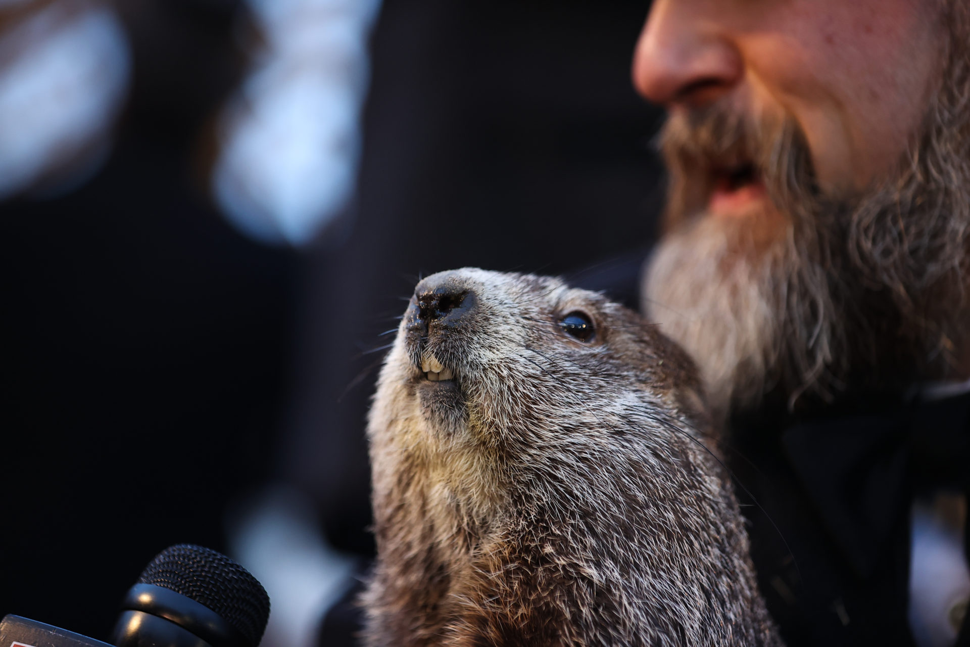 Groundhog Day 2022: Punxsutawney Phil says 6 more weeks winter