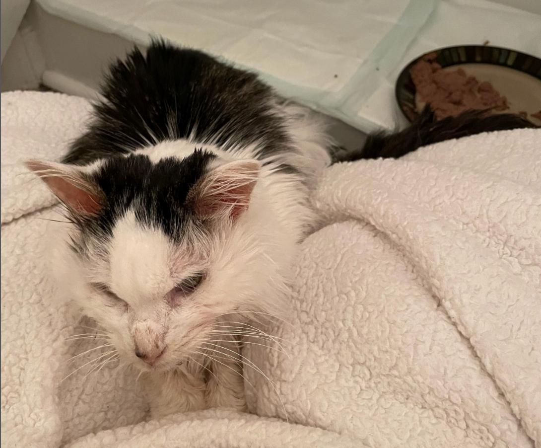 Pot Roast's FIV diagnosis explained as TikTok mourns its favourite feline