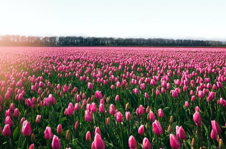 Where to buy the viral 'Ukraine tulip' and how they're made