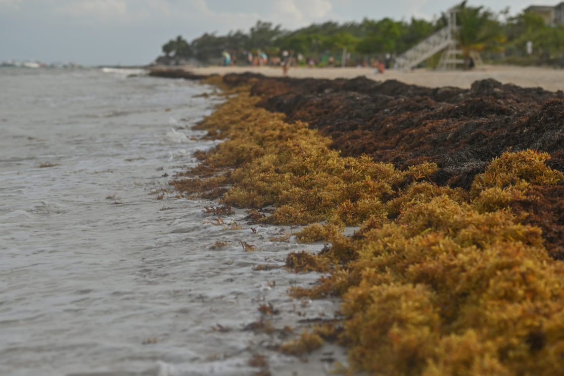 What is Sargassum and why is it stinking up Orange Beach AL this summer 2022?
