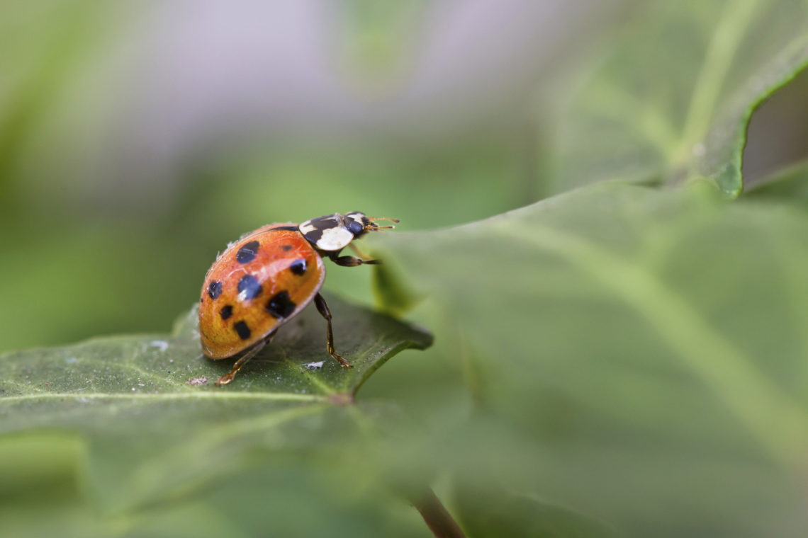 What is a ladybug raid? TikTok Central Park takeover goes viral