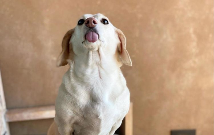 Who is Whitney Chewston? 'Homophobic dog' meme made this dachshund go viral