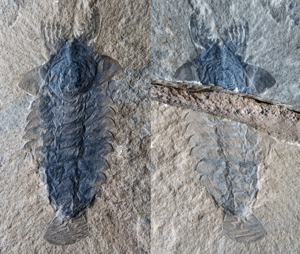 Odd 3-eyed predator's brain preserved for 500 million years inside fossil