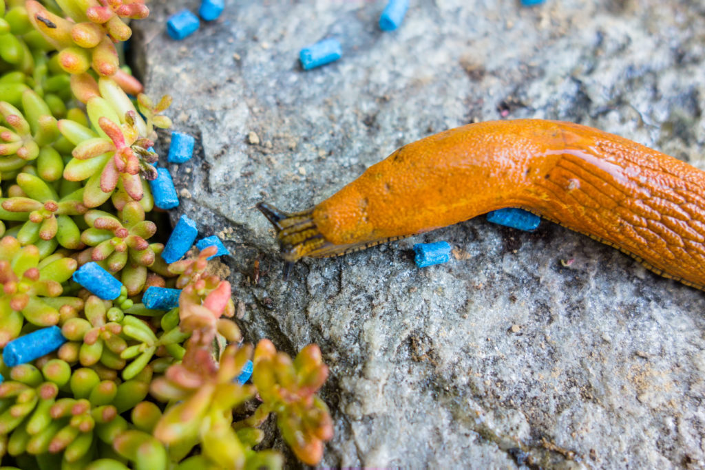 Does snail bait poison dogs? TikTok video sparks questions about safety