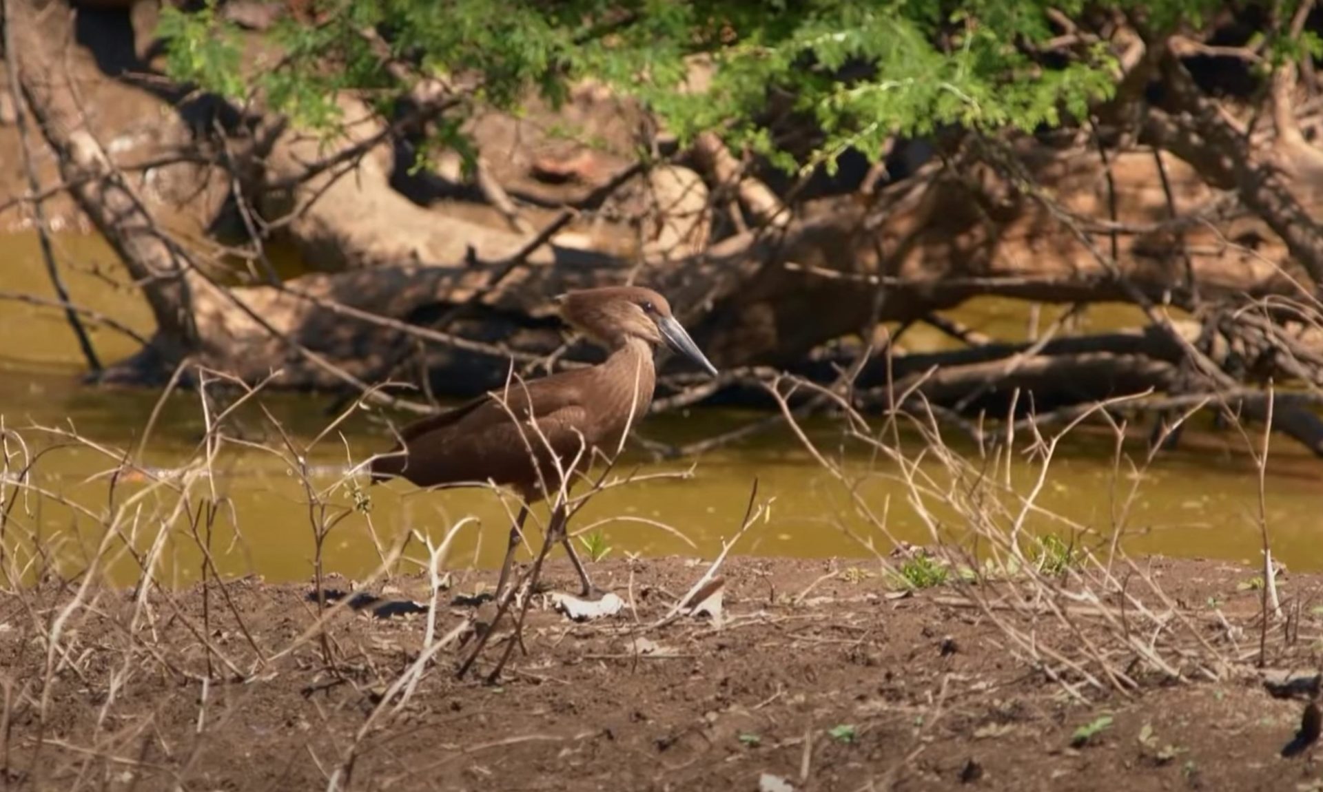 wetlands wifes get naked