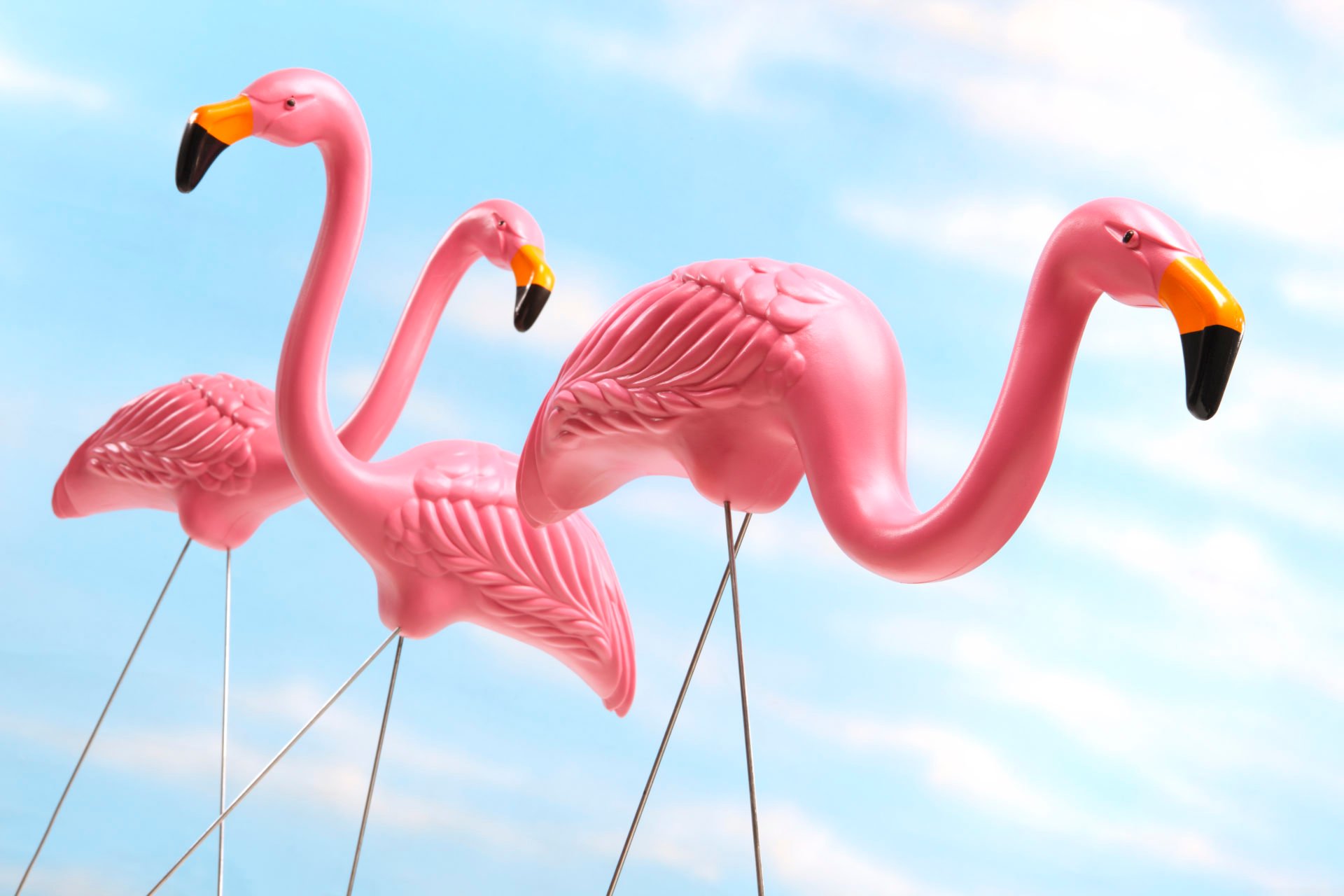 Three pink plastic lawn flamingos against blue sky background
