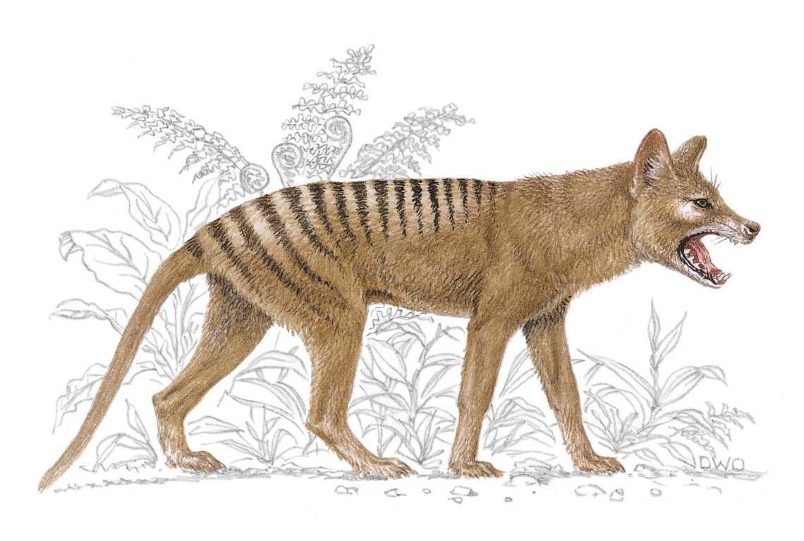 Online theory claims chupacabras are real and descendants of thylacines