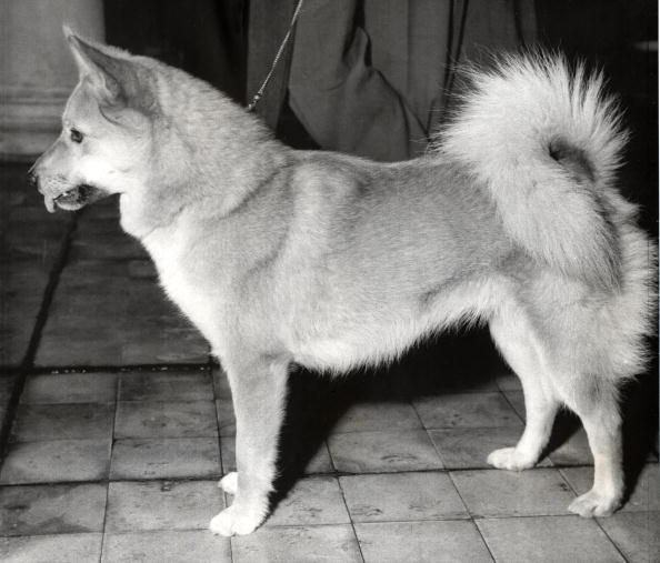 Layka, dog sent into space, 3 November 1957.
