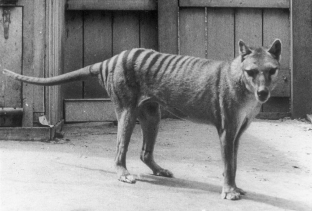Thylacine,