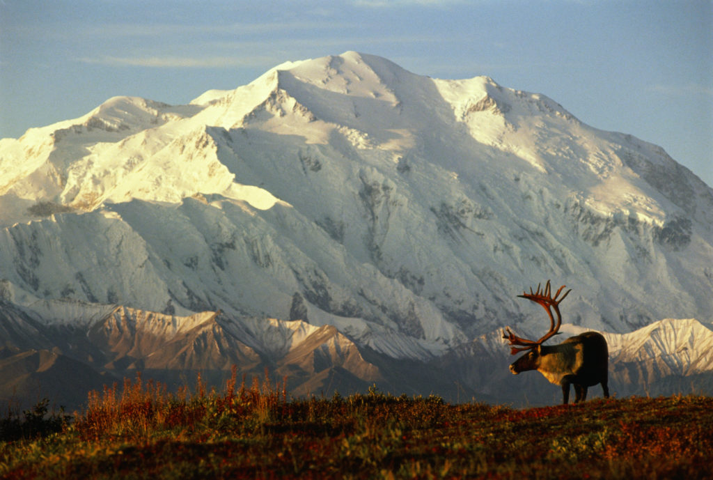 USA, Alaska, Denali National Park, caribou in front of Mt.McKinley