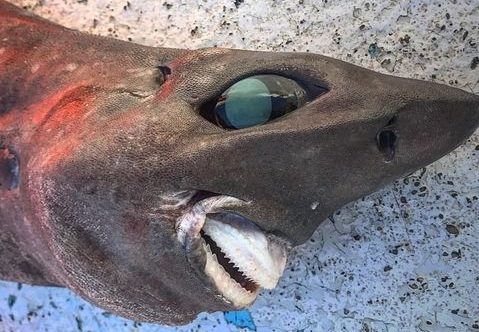 Mystery photo of eerie deep-sea shark with protruding jaws caught on coast