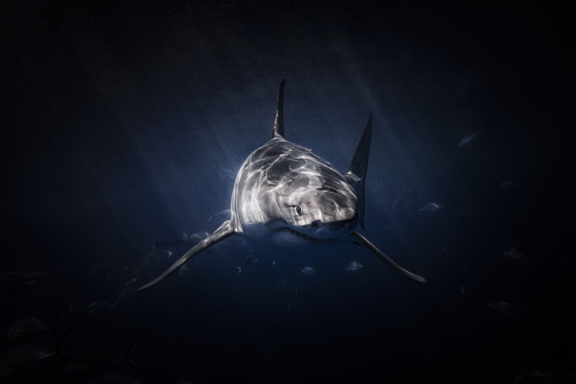 Great White Shark lurking beneath the surface in dark water