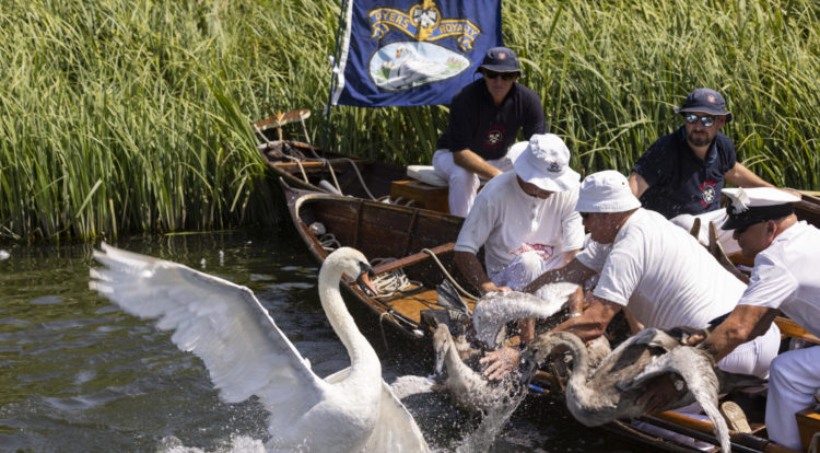 Swan Upping is the 800-year-old royal tradition you've never heard of