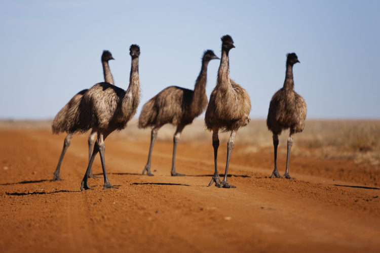 Emmanuel the Emu update Dec 2022: Walking video gives fans hope