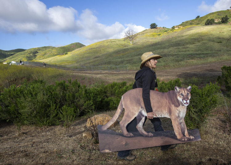 Is P-22 mountain lion dead? Elusive Hollywood wild cat finally captured