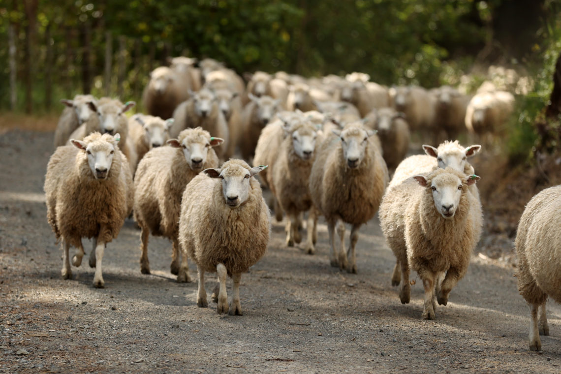 Sheep Shearing Ahead Of Summer In New Zealand