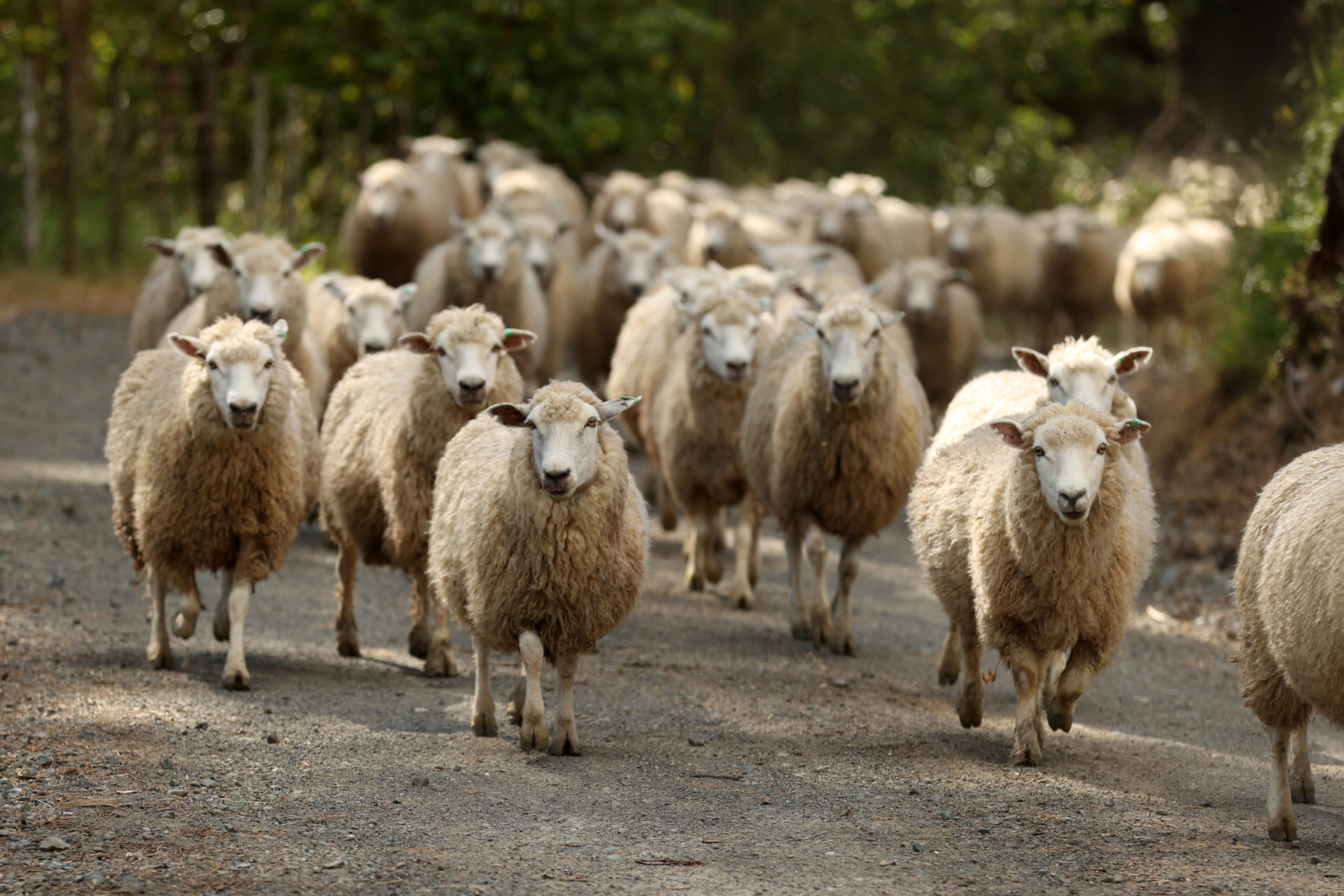 Line of sheep Black and White Stock Photos & Images - Alamy