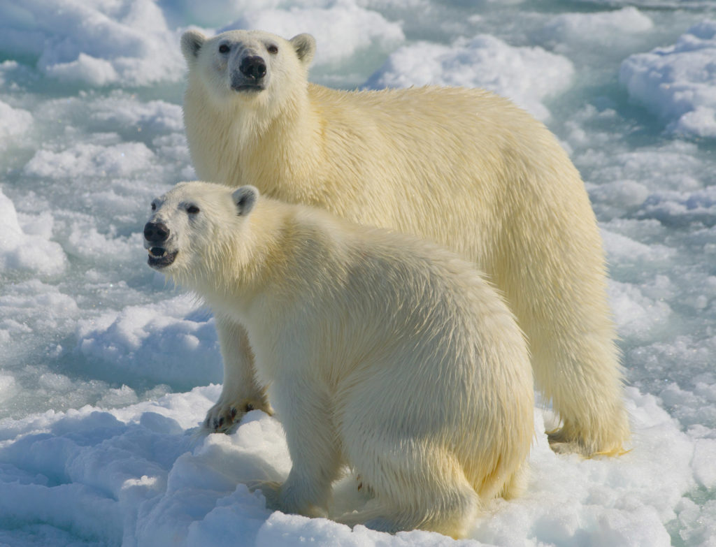 Sweater that mimics polar bear fur may keep you warm in extreme