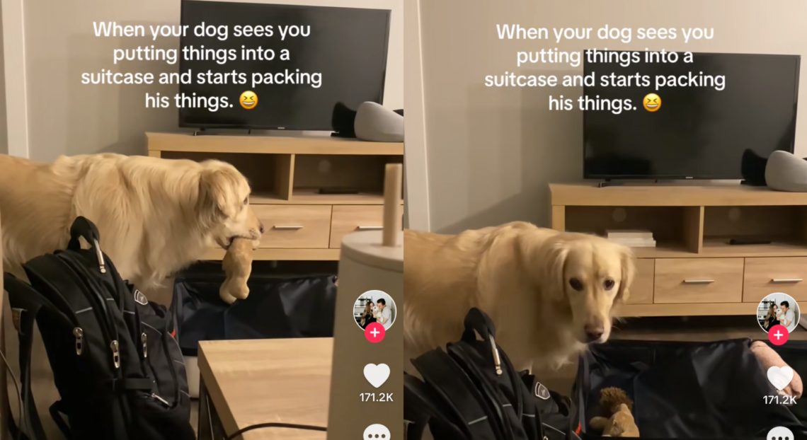 Adorable moment Golden Retriever packs own suitcase as owner gets ready