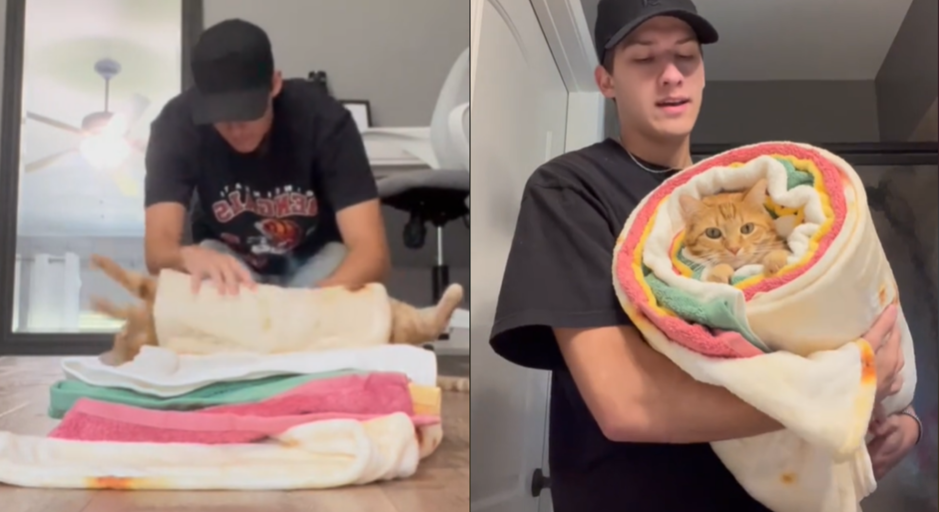 Wrapped Cat Cats are getting wrapped up as adorable 'Purritos' and it's the cutest ...