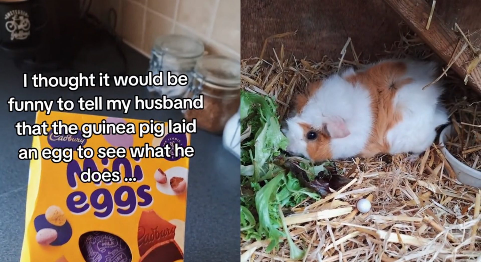 Guinea pig outlet egg