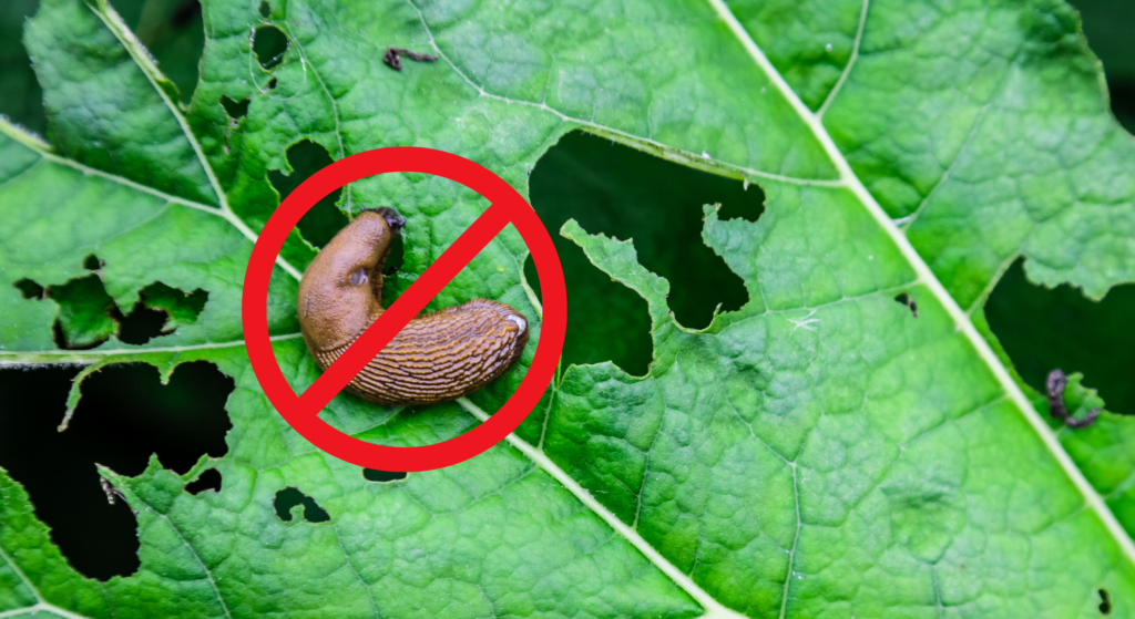 5 slug-proof plants you need to add to your garden this spring