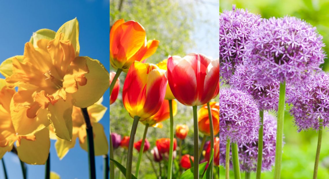 5 flower bulbs you need to plant now for a blooming garden next spring